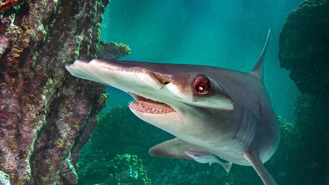 World's Biggest Hammerhead?