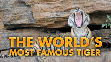 Watch Nat Geo WILD Streaming Networks DIRECTV