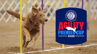 2026 AKC Agility Premier Cup