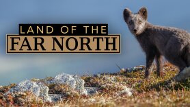 Land of the Far North