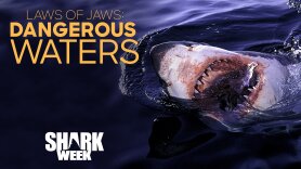 Laws of Jaws: Dangerous Waters