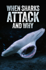 When Sharks Attack... and Why