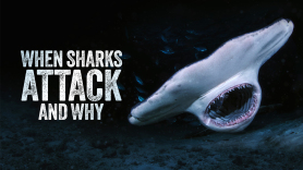 When Sharks Attack... and Why