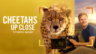 Cheetahs Up Close with Bertie Gregory