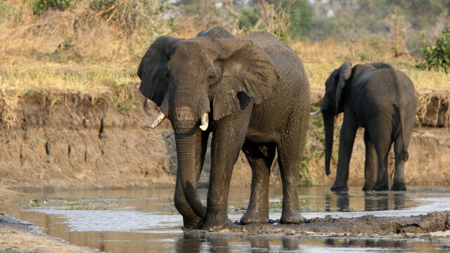 Elephants on the Run