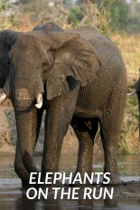 Elephants on the Run