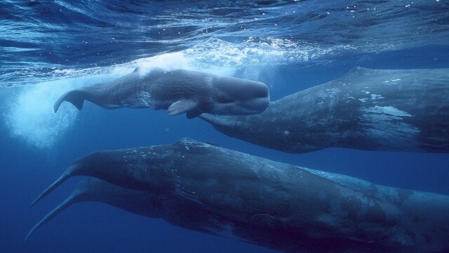 Giants of the Deep Blue