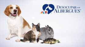Desocupar los albergues