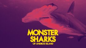Monster Sharks of Andros Island