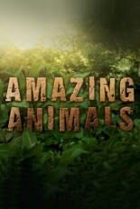Amazing Animals