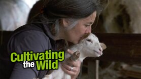 Cultivating the Wild
