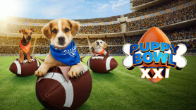 Puppy Bowl XXI