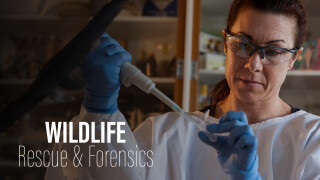 Wildlife Rescue and Forensics