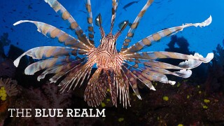 The Blue Realm