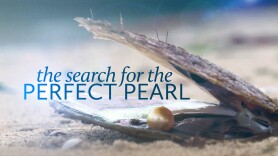 The Search for the Perfect Pearl
