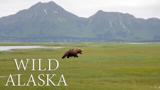 Wild Alaska