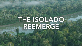 The Isolado Reemerge