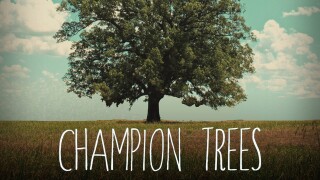 Champion Trees