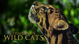 Thailand's Wild Cats