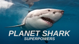 Planet Shark: Superpowers