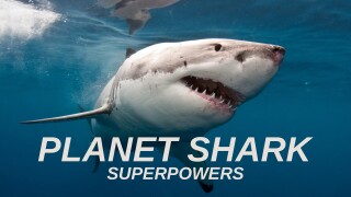 Planet Shark: Superpowers