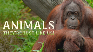 Animals, They're Just Like Us!