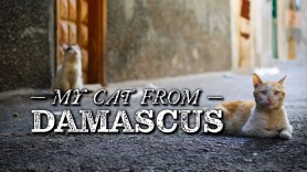 My Cat from Damascus