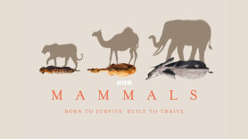 Mammals