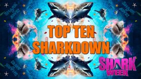 Top Ten Sharkdown