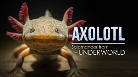 Axolotl: Salamander from the Underworld
