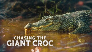 Chasing the Giant Croc