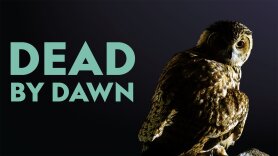 Dead by Dawn