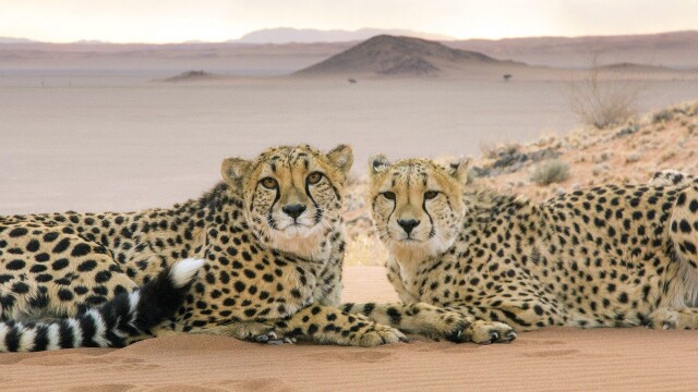 Big Cats