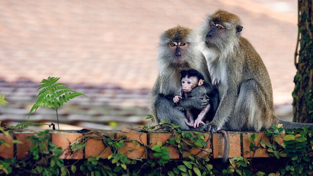 Macaque Island