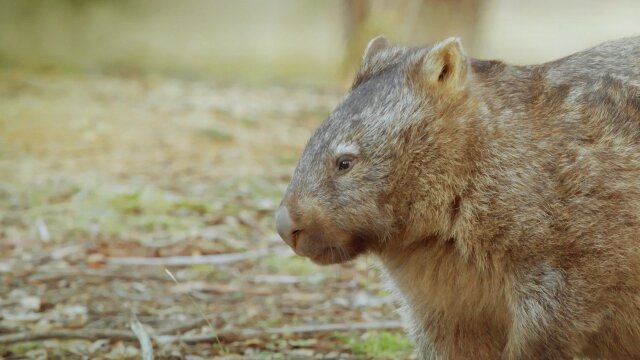 Secret Life of the Wombat