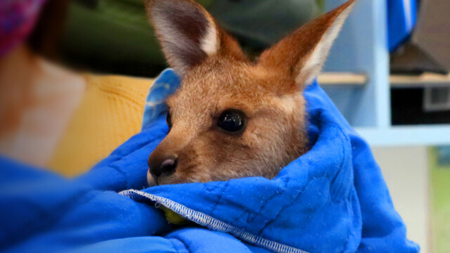 Wildlife Rescue Australia