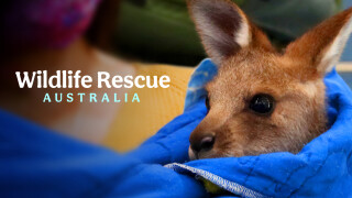 Wildlife Rescue Australia