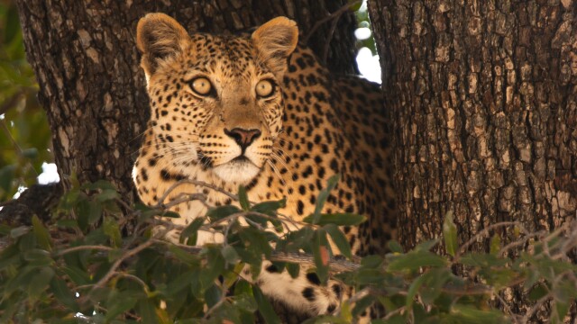 Leopards of Dead Tree Island