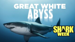 Great White Abyss