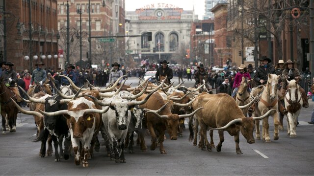 National Western Stock Show