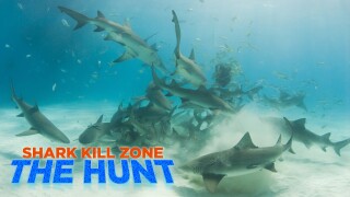 Shark Kill Zone: The Hunt