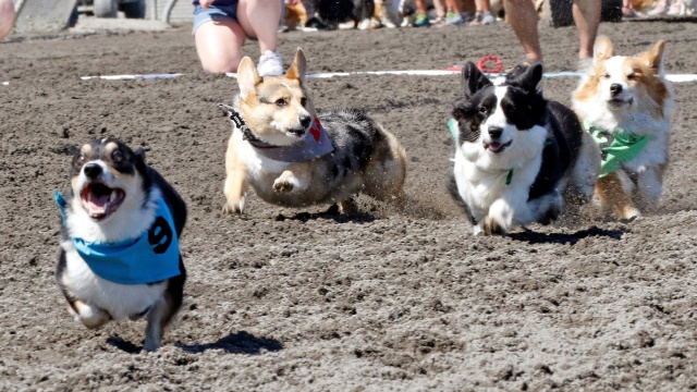 2023 Corgi Races at the Emerald Downs