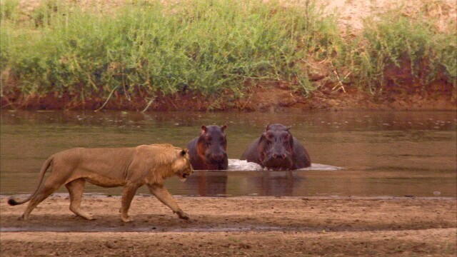 Turf War: Lions and Hippos