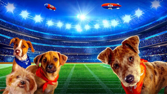 Puppy Bowl XVII