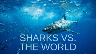 Sharks vs. the World