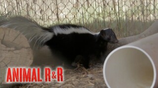 Animal R & R