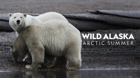 Wild Alaska: Arctic Summer