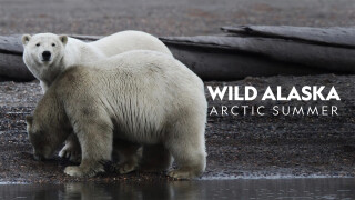 Wild Alaska: Arctic Summer