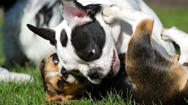 Puppy Bowl Yule Log