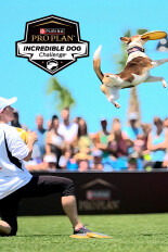 Incredible Dog Challenge